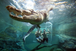 Crocosaurus Cove cage of Death Darwin